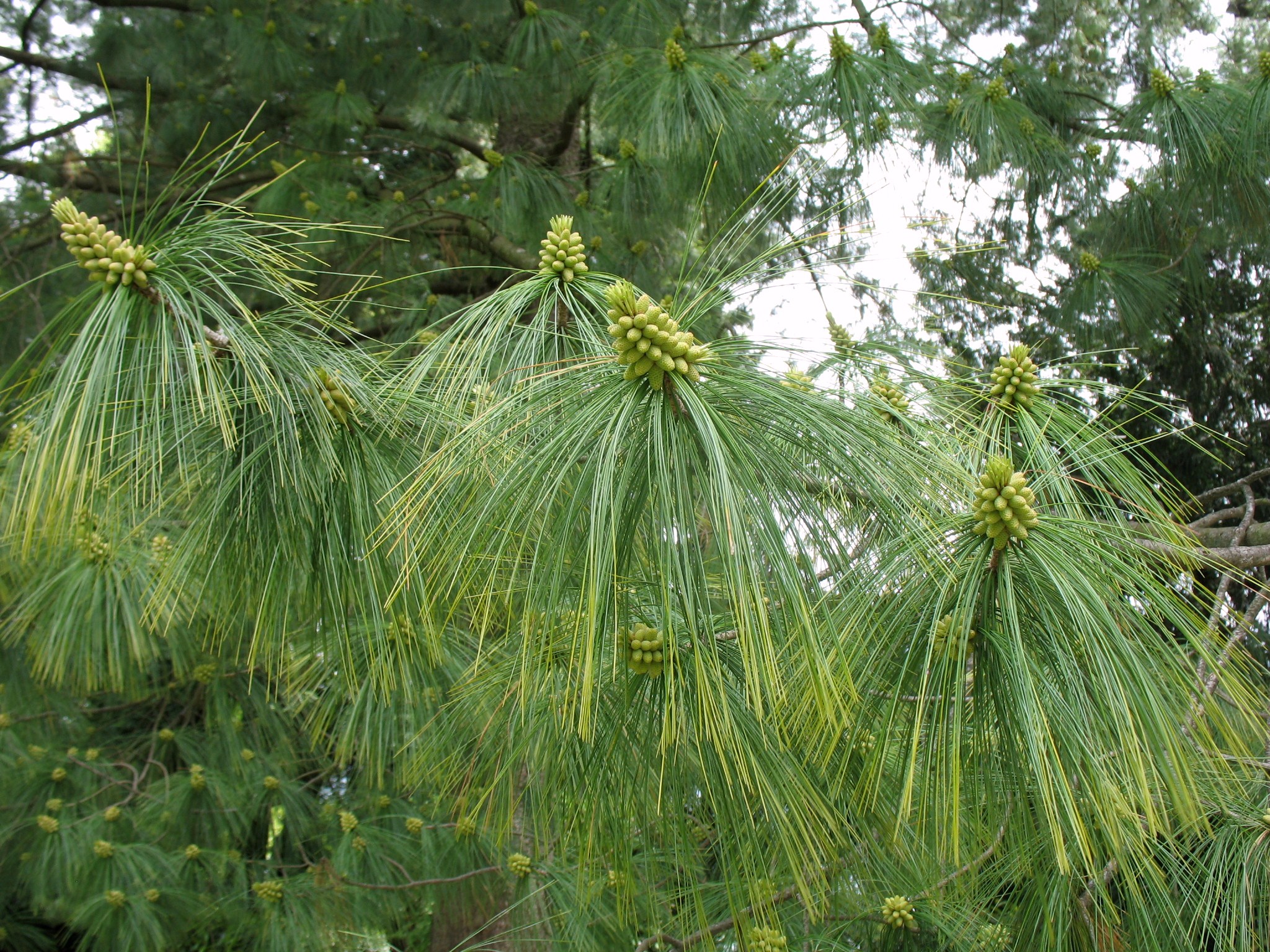 Online Plant Guide Pinus Wallichiana Butan Pine Himalayan Pine